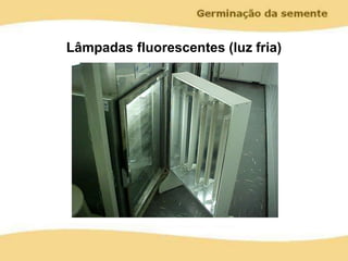 Lâmpadas fluorescentes (luz fria)
 