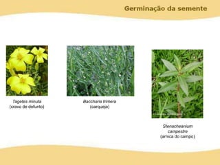 Tagetes minuta
(cravo de defunto)
Baccharis trimera
(carqueja)
Stenacheanium
campestre
(arnica do campo)
 