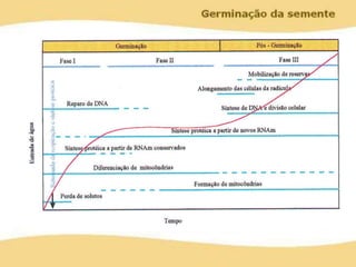 Germinação