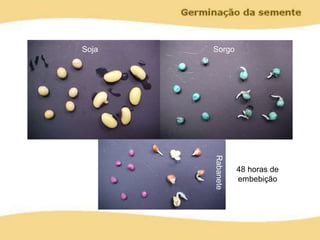 48 horas de
embebição
Soja Sorgo
Rabanete
 