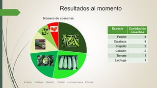 Resultados al momento
Número de cosechas
Pepino Calabaza Repollo Cebollin Lechuga orejona Tomate
Especie Cantidad de
cosechas
Pepino 4
Calabaza 4
Repollo 3
Cebollín 2
Tomate 1
Lechuga 1
 
