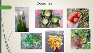 Cosechas
 