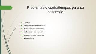 Problemas o contratiempos para su
desarrollo
 Plagas
 Semillas mal cosechadas
 Temperaturas extremas
 Mal manejo de siembra
 Vacaciones de alumnos
 Vacaciones
 