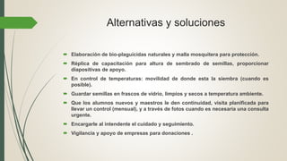 Alternativas y soluciones
 Elaboración de bio-plaguicidas naturales y malla mosquitera para protección.
 Réplica de capacitación para altura de sembrado de semillas, proporcionar
diapositivas de apoyo.
 En control de temperaturas: movilidad de donde esta la siembra (cuando es
posible).
 Guardar semillas en frascos de vidrio, limpios y secos a temperatura ambiente.
 Que los alumnos nuevos y maestros le den continuidad, visita planificada para
llevar un control (mensual), y a través de fotos cuando es necesaria una consulta
urgente.
 Encargarle al intendente el cuidado y seguimiento.
 Vigilancia y apoyo de empresas para donaciones .
 
