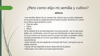 ¿Pero como elijo mi semilla y cultivo?
SEMILLA:
• Las semillas deben de ser siempre de cultivos que ya estén adaptados
en la zona donde se implementará el huerto escolar, teniendo en cuenta
los criterios agroclimáticos como:
• Tipo de suelo
• Clima
• Altura
De la calidad de la semilla depende una buena planta , por lo que estas
deben ser certificadas, como las que son distribuidas en agro servicios.
Si no se cuenta con recursos para la compra de éstas, se pueden utilizar
semillas producidas en la zona, que deben cumplir con ciertas
características:
• Buen tamaño: de eso depende el tamaño del fruto o del grano que se
desea cosechar.
• Sanas: de eso depende el buen desarrollo de la planta.
• Buen peso: nos indica una buena germinación
 