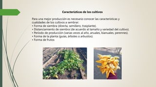 Características de los cultivos
Para una mejor producción es necesario conocer las características y
cualidades de los cultivos a sembrar:
• Forma de siembra (directa, semillero, trasplante).
• Distanciamiento de siembra (de acuerdo al tamaño y variedad del cultivo).
• Período de producción (varias veces al año, anuales, bianuales, perennes).
• Forma de la planta (guías, árboles o arbustos).
• Forma de frutos
 