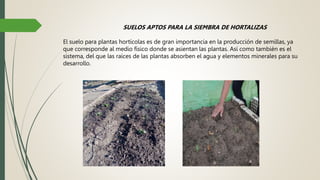 SUELOS APTOS PARA LA SIEMBRA DE HORTALIZAS
El suelo para plantas hortícolas es de gran importancia en la producción de semillas, ya
que corresponde al medio físico donde se asientan las plantas. Así como también es el
sistema, del que las raíces de las plantas absorben el agua y elementos minerales para su
desarrollo.
 