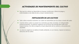 ACTIVIDADES DE MANTENIMIENTO DEL CULTIVO
 Para que los cultivos se desarrollen en buenas condiciones y libres de plagas y
enfermedades se les debe de dar un buen mantenimiento.
FERTILIZACIÓN DE LOS CULTIVOS
 Todo cultivo necesita nutrientes, los cuales son absorbidos por las raíces a través del suelo.
 Cuando dichos suelos no poseen los nutrientes que ellas necesitan, es indispensable
proporcionárselos. Los abonos orgánicos son la forma más sencilla para suplir esos
requerimientos. Con ello se logrará un buen desarrollo de los cultivos y una producción
saludable.
 Los abonos orgánicos no dañan el medio ambiente, no son tóxicos, mejoran la textura y
estructura de los suelos.
 