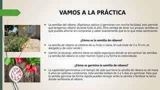 VAMOS A LA PRÁCTICA
 La semillas del rábano (Raphanus sativus L) germinan con mucha facilidad, esto permite
que tengamos rábano durante todo el año. Otra ventaja de tener tus propias semillas es
que puedes ahorrar en comprarlas y saber exactamente qué es lo que estas sembrando.
¿Cómo es la semilla de rábano?
 La semilla de rábano se obtiene de su fruto o vaina, el cual mide de 3 a 10 cm, es
alargado y de color verde (
 marrón al secarse), adentro tiene un tejido esponjoso donde se encuentran las semillas.
La semilla del rábano es color marrón-rojizo y su forma es redondeada.
¿Cómo se germina la semilla de rábano?
 La capacidad germinativa o el tiempo de vida que tiene la semilla de rábano es de hasta
6 años en optimas condiciones. Esta semilla tardará de 3 a 5 días en germinar. Para que
la semilla germine de forma rápida puedes remojar antes la semilla o fertilizar la tierra
donde sembrarás el rábano.
 