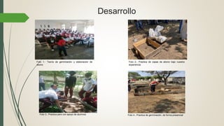 Desarrollo
Foto 1.- Teoría de germinación y elaboración de
abono
Foto 2.- Practica de capas de abono bajo nuestra
experiencia
Foto 3.- Practica pero con apoyo de alumnos Foto 4.- Practica de germinación, de forma presencial
 