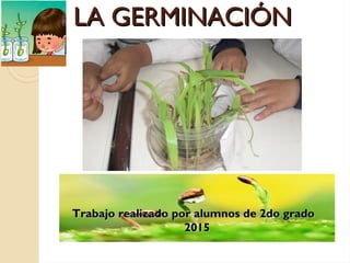 LA GERMINACIÓNLA GERMINACIÓN
Trabajo realizado por alumnos de 2do gradoTrabajo realizado por alumnos de 2do grado
20152015
 