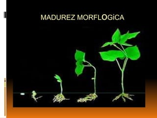 MADUREZ MORFLoGiCA
 