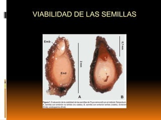 VIABILIDAD DE LAS SEMILLAS
 