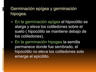 Germinación epígea y germinación
hipogea.
▪ En la germinación epígea el hipocótilo se
alarga y eleva los cotiledones sobre el
suelo ( hipocótilo se mantiene debajo de
los cotiledones).
▪ En la germinación hipogea la semilla
permanece donde fue sembrado, el
hipocótilo no eleva los cotiledones solo
emerge el epicótilo.
 