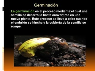 La germinación es el proceso mediante el cual una
semilla se desarrolla hasta convertirse en una
nueva planta. Este proceso se lleva a cabo cuando
el embrión se hincha y la cubierta de la semilla se
rompe.
Germinación
 