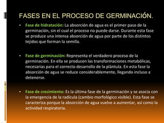 FASES EN EL PROCESO DE GERMINACIóN.
▪ Fase de hidratación: La absorción de agua es el primer paso de la
germinación, sin el cual el proceso no puede darse. Durante esta fase
se produce una intensa absorción de agua por parte de los distintos
tejidos que forman la semilla.
▪ Fase de germinación: Representa el verdadero proceso de la
germinación. En ella se producen las transformaciones metabólicas,
necesarias para el correcto desarrollo de la plántula. En esta fase la
absorción de agua se reduce considerablemente, llegando incluso a
detenerse.
▪ Fase de crecimiento: Es la última fase de la germinación y se asocia con
la emergencia de la radícula (cambio morfológico visible). Esta fase se
caracteriza porque la absorción de agua vuelve a aumentar, así como la
actividad respiratoria.
 