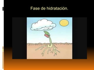 Fase de hidratación.
 