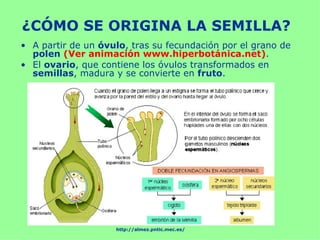 ¿CÓMO SE ORIGINA LA SEMILLA?
• A partir de un óvulo, tras su fecundación por el grano de
  polen (Ver animación www.hiperbotánica.net).
• El ovario, que contiene los óvulos transformados en
  semillas, madura y se convierte en fruto.




                    http://almez.pntic.mec.es/
 