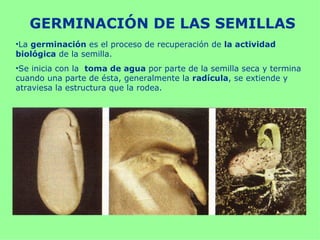 GERMINACIÓN DE LAS SEMILLAS
•La germinación es el proceso de recuperación de la actividad
biológica de la semilla.
•Se inicia con la toma de agua por parte de la semilla seca y termina
cuando una parte de ésta, generalmente la radícula, se extiende y
atraviesa la estructura que la rodea.
 