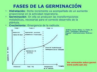 FASES DE LA GERMINACIÓN
•   Hidratación: Dicho incremento va acompañado de un aumento
    proporcional en la actividad respiratoria.
•   Germinación: En ella se producen las transformaciones
    metabólicas, necesarias para el correcto desarrollo de la
    plántula.
•   Crecimiento: Emergencia de la radícula.
                                            Gráfica: Azcón­­Bieto, J. y Talón, M.
                                            1993. “Fisiología y Bioquímica
                                            Vegetal”. Interamericana/ McGraw­
                                            Hill.




                                              Ver animación sobre germina
                                              www.euita.upv.es)
 