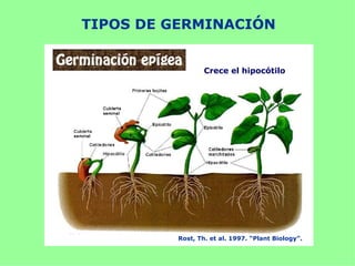 TIPOS DE GERMINACIÓN


                 Crece el hipocótilo




         Rost, Th. et al. 1997. “Plant Biology”.
 