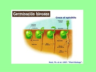 Crece el epicótilo




Rost, Th. et al. 1997. “Plant Biology”.
 