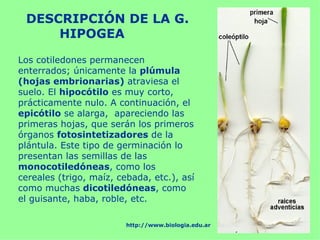 DESCRIPCIÓN DE LA G.
     HIPOGEA

Los cotiledones permanecen
enterrados; únicamente la plúmula
(hojas embrionarias) atraviesa el
suelo. El hipocótilo es muy corto,
prácticamente nulo. A continuación, el
epicótilo se alarga, apareciendo las
primeras hojas, que serán los primeros
órganos fotosintetizadores de la
plántula. Este tipo de germinación lo
presentan las semillas de las
monocotiledóneas, como los
cereales (trigo, maíz, cebada, etc.), así
como muchas dicotiledóneas, como
el guisante, haba, roble, etc.

                         http://www.biologia.edu.ar
 