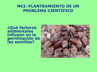 MCI: PLANTEAMIENTO DE UN
      PROBLEMA CIENTÍFICO



¿Qué factores
ambientales
influyen en la
germinación de
las semillas?
 