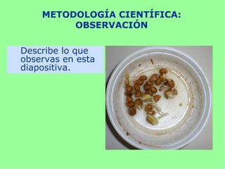 METODOLOGÍA CIENTÍFICA:
         OBSERVACIÓN

Describe lo que
observas en esta
diapositiva.
 