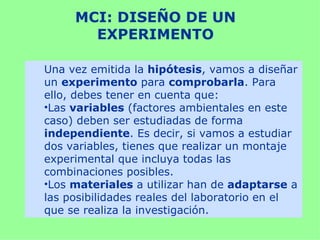 MCI: DISEÑO DE UN
       EXPERIMENTO

Una vez emitida la hipótesis, vamos a diseñar
un experimento para comprobarla. Para
ello, debes tener en cuenta que:
•Las variables (factores ambientales en este
caso) deben ser estudiadas de forma
independiente. Es decir, si vamos a estudiar
dos variables, tienes que realizar un montaje
experimental que incluya todas las
combinaciones posibles.
•Los materiales a utilizar han de adaptarse a
las posibilidades reales del laboratorio en el
que se realiza la investigación.
 