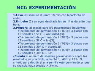 MCI: EXPERIMENTACIÓN
1.Lava las semillas durante 10 min con hipoclorito de
sodio.
2.Embebe (2) en agua destilada las semillas durante una
hora.
3.Prepara las placas para los tratamientos siguientes:
    •Tratamiento de germinación 1 (TG1)= 3 placas con
    15 semillas a 5º C + oscuridad (3).
    •Tratamiento de germinación 2 (TG2)= 3 placas con
    15 semillas a 5º C + luz(3).
    •Tratamiento de germinación 3 (TG3)= 3 placas con
    15 semillas a 30º C + oscuridad.
    •Tratamiento de germinación 4 (TG4)= 3 placas con
    15 semillas a 30º C + luz.
•Cuenta el número de semillas germinadas y anota los
resultados en una tabla, a las 24 h, 48 h y 72 h. El
criterio para decidir si una semilla está germinada es que
su radícula haya crecido > 3 mm.
 