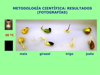 METODOLOGÍA CIENTÍFICA: RESULTADOS
             (FOTOGRAFÍAS)




30 ºC




        maíz   girasol    trigo    judía
 