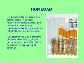 HUMEDAD
•La absorción de agua es el
primer paso, y el más
importante, porque para que
la semilla recupere su
metabolismo es necesaria la
rehidratación de sus tejidos.

•Un exceso de agua actuaría
desfavorablemente para la
germinación, pues dificultaría
la llegada de oxígeno al
embrión.
 