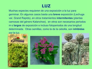 LUZ
Muchas especies requieren de una exposición a la luz para
germinar. En algunos casos basta una breve exposición (Lechuga
var. Grand Rapids), en otros tratamientos intermitentes (plantas
carnosas del género Kalanchoe), en otros son necesarios periodos
más largos de exposición e incluso fotoperiodos de una longitud
determinada. Otras semillas, como la de la cebolla, son inhibidas
por la luz.
 