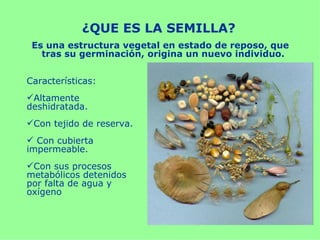 ¿QUE ES LA SEMILLA?
 Es una estructura vegetal en estado de reposo, que
   tras su germinación, origina un nuevo individuo.


Características:
Altamente
deshidratada.
Con tejido de reserva.
 Con cubierta
impermeable.
Con sus procesos
metabólicos detenidos
por falta de agua y
oxígeno
 