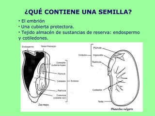 ¿QUÉ CONTIENE UNA SEMILLA?
• El embrión
• Una cubierta protectora.
• Tejido almacén de sustancias de reserva: endospermo
y cotiledones.
 