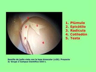 5
                                                       1.      Plúmula
                           1
                2                                      2.      Epicótilo
                                                       3.      Radícula
                                                       4.      Cotiledón
               3                                       5.      Testa
                                 4




Semilla de judía vista con la lupa binocular (x20). Proyecto
3/ Grupo 2 Campus Científico UCO I.
 