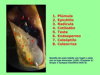 5     1.   Plúmula
        6
                          2.   Epicótilo
                          3.   Radícula
                          4.   Cotiledón
                          5.   Testa
7
                          6.   Endospermo
    1           4         7.   Coleóptilo
                          8.   Coleorriza
        2



                        Semilla de maíz teñida con lugol y vista
            3           con la lupa binocular (x20). Proyecto 3/
                8       Grupo 1 Campus Científico UCO II.
 