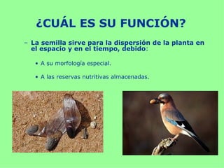 ¿CUÁL ES SU FUNCIÓN?
– La semilla sirve para la dispersión de la planta en
  el espacio y en el tiempo, debido:

   • A su morfología especial.

   • A las reservas nutritivas almacenadas.
 