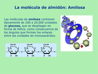 La molécula de almidón: Amilosa

Las moléculas de amilosa contienen
típicamente de 200 a 20.000 unidades
de glucosa, que se despliegan en
forma de hélice, como consecuencia de
los ángulos que forman los enlaces
entre las unidades de monosacáridos.
 