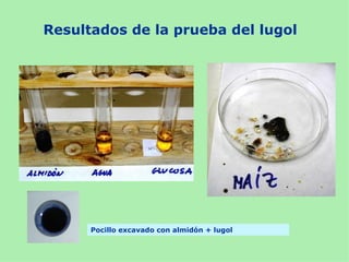 Resultados de la prueba del lugol




      Pocillo excavado con almidón + lugol
 