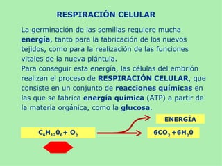 RESPIRACIÓN CELULAR

La germinación de las semillas requiere mucha
energía, tanto para la fabricación de los nuevos
tejidos, como para la realización de las funciones
vitales de la nueva plántula.
Para conseguir esta energía, las células del embrión
realizan el proceso de RESPIRACIÓN CELULAR, que
consiste en un conjunto de reacciones químicas en
las que se fabrica energía química (ATP) a partir de
la materia orgánica, como la glucosa.
                                        ENERGÍA

    C6H1206+ O2                      6CO2 +6H20
 