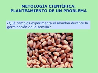 METOLOGÍA CIENTÍFICA:
 PLANTEAMIENTO DE UN PROBLEMA


¿Qué cambios experimenta el almidón durante la
germinación de la semilla?
 