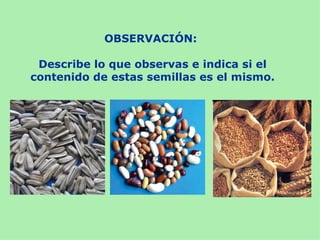 OBSERVACIÓN:

 Describe lo que observas e indica si el
contenido de estas semillas es el mismo.
 