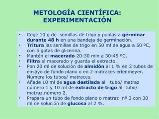 METOLOGÍA CIENTÍFICA:
        EXPERIMENTACIÓN

•   Coge 10 g de semillas de trigo y ponlas a germinar
    durante 48 h en una bandeja de germinación.
•   Tritura las semillas de trigo en 50 ml de agua a 50 ºC,
    con 5 gotas de glicerina.
•   Mantén el macerado 20-30 min a 30-45 ºC.
•   Filtra el macerado y guarda el extracto.
•   Pon 20 ml de solución de almidón al 1 % en 2 tubos de
    ensayo de fondo plano o en 2 matraces erlenmeyer.
    Numera los tubos/ matraces.
•   Añade 10 ml de agua destilada al tubo/ matraz
    número 1 y 10 ml de extracto de trigo al tubo/
    matraz número 2.
•   Prepara un tubo de fondo plano o matraz nº 3 con 30
    ml de solución de glucosa al 2 %.
 