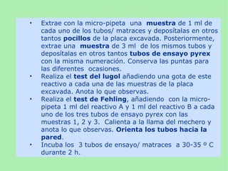 •   Extrae con la micro-pipeta una muestra de 1 ml de
    cada uno de los tubos/ matraces y deposítalas en otros
    tantos pocillos de la placa excavada. Posteriormente,
    extrae una muestra de 3 ml de los mismos tubos y
    deposítalas en otros tantos tubos de ensayo pyrex
    con la misma numeración. Conserva las puntas para
    las diferentes ocasiones.
•   Realiza el test del lugol añadiendo una gota de este
    reactivo a cada una de las muestras de la placa
    excavada. Anota lo que observas.
•   Realiza el test de Fehling, añadiendo con la micro-
    pipeta 1 ml del reactivo A y 1 ml del reactivo B a cada
    uno de los tres tubos de ensayo pyrex con las
    muestras 1, 2 y 3. Calienta a la llama del mechero y
    anota lo que observas. Orienta los tubos hacia la
    pared.
•   Incuba los 3 tubos de ensayo/ matraces a 30-35 º C
    durante 2 h.
 