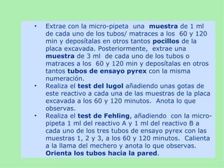 •   Extrae con la micro-pipeta una muestra de 1 ml
    de cada uno de los tubos/ matraces a los 60 y 120
    min y deposítalas en otros tantos pocillos de la
    placa excavada. Posteriormente, extrae una
    muestra de 3 ml de cada uno de los tubos o
    matraces a los 60 y 120 min y deposítalas en otros
    tantos tubos de ensayo pyrex con la misma
    numeración.
•   Realiza el test del lugol añadiendo unas gotas de
    este reactivo a cada una de las muestras de la placa
    excavada a los 60 y 120 minutos. Anota lo que
    observas.
•   Realiza el test de Fehling, añadiendo con la micro-
    pipeta 1 ml del reactivo A y 1 ml del reactivo B a
    cada uno de los tres tubos de ensayo pyrex con las
    muestras 1, 2 y 3, a los 60 y 120 minutos. Calienta
    a la llama del mechero y anota lo que observas.
    Orienta los tubos hacia la pared.
 