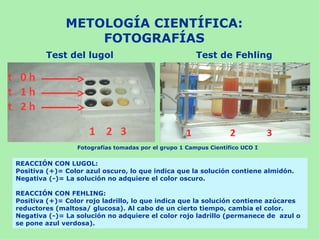 METOLOGÍA CIENTÍFICA:
                  FOTOGRAFÍAS
        Test del lugol                                 Test de Fehling




                 Fotografías tomadas por el grupo 1 Campus Científico UCO I


REACCIÓN CON LUGOL:
Positiva (+)= Color azul oscuro, lo que indica que la solución contiene almidón.
Negativa (-)= La solución no adquiere el color oscuro.

REACCIÓN CON FEHLING:
Positiva (+)= Color rojo ladrillo, lo que indica que la solución contiene azúcares
reductores (maltosa/ glucosa). Al cabo de un cierto tiempo, cambia el color.
Negativa (-)= La solución no adquiere el color rojo ladrillo (permanece de azul o
se pone azul verdosa).
 