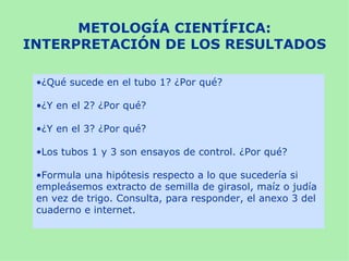 METOLOGÍA CIENTÍFICA:
INTERPRETACIÓN DE LOS RESULTADOS

 •¿Qué sucede en el tubo 1? ¿Por qué?

 •¿Y en el 2? ¿Por qué?

 •¿Y en el 3? ¿Por qué?

 •Los tubos 1 y 3 son ensayos de control. ¿Por qué?

 •Formula una hipótesis respecto a lo que sucedería si
 empleásemos extracto de semilla de girasol, maíz o judía
 en vez de trigo. Consulta, para responder, el anexo 3 del
 cuaderno e internet.
 