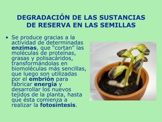 DEGRADACIÓN DE LAS SUSTANCIAS
      DE RESERVA EN LAS SEMILLAS
• Se produce gracias a la
  actividad de determinadas
  enzimas, que “cortan” las
  moléculas de proteínas,
  grasas y polisacáridos,
  transformándolas en
  biomoléculas más sencillas,
  que luego son utilizadas
  por el embrión para
  fabricar energía y
  desarrollar los nuevos
  tejidos de la planta, hasta
  que ésta comienza a
  realizar la fotosíntesis.
 
